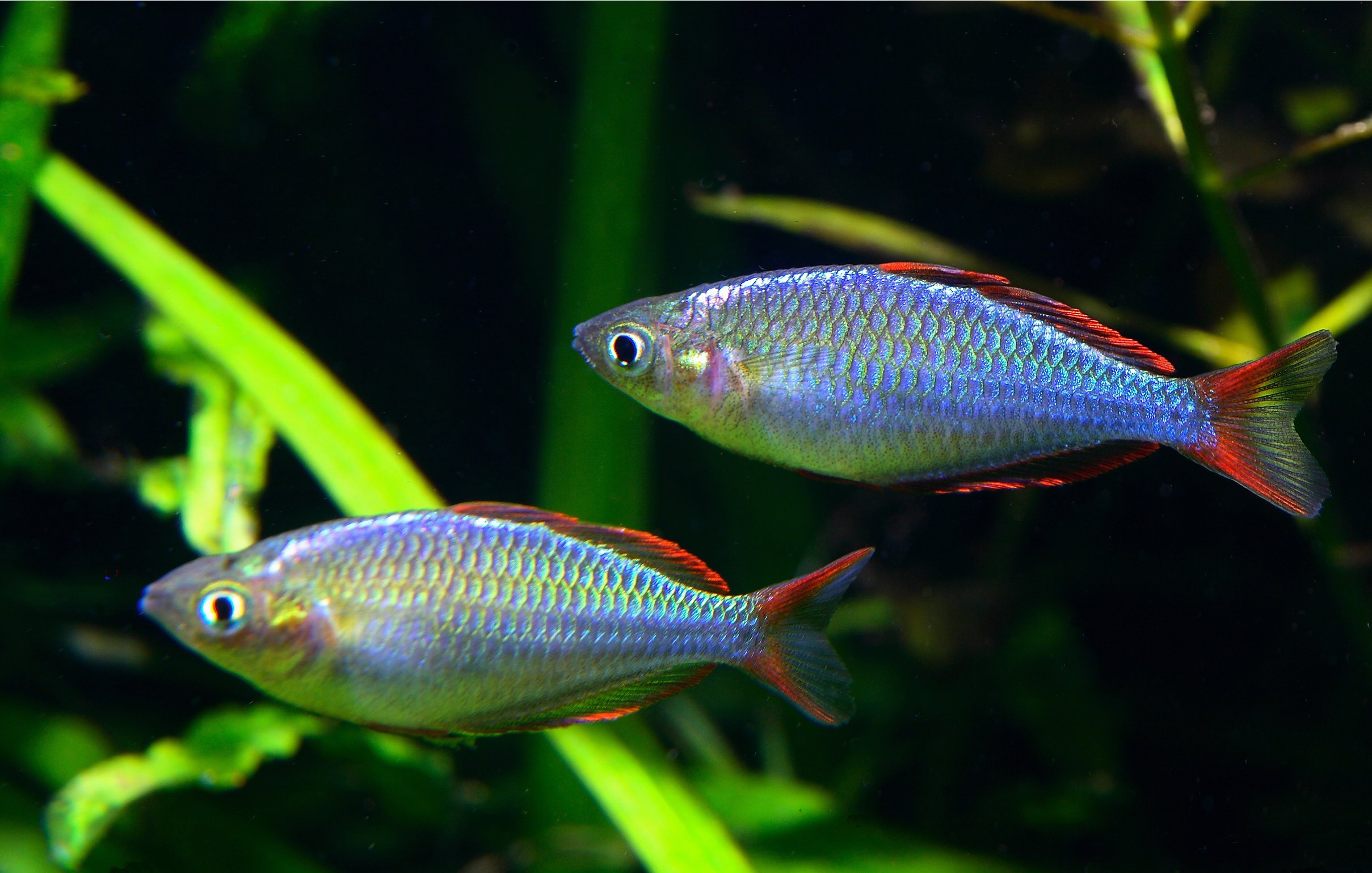 vaivorykštinė žuvis Melanotaenia praecox